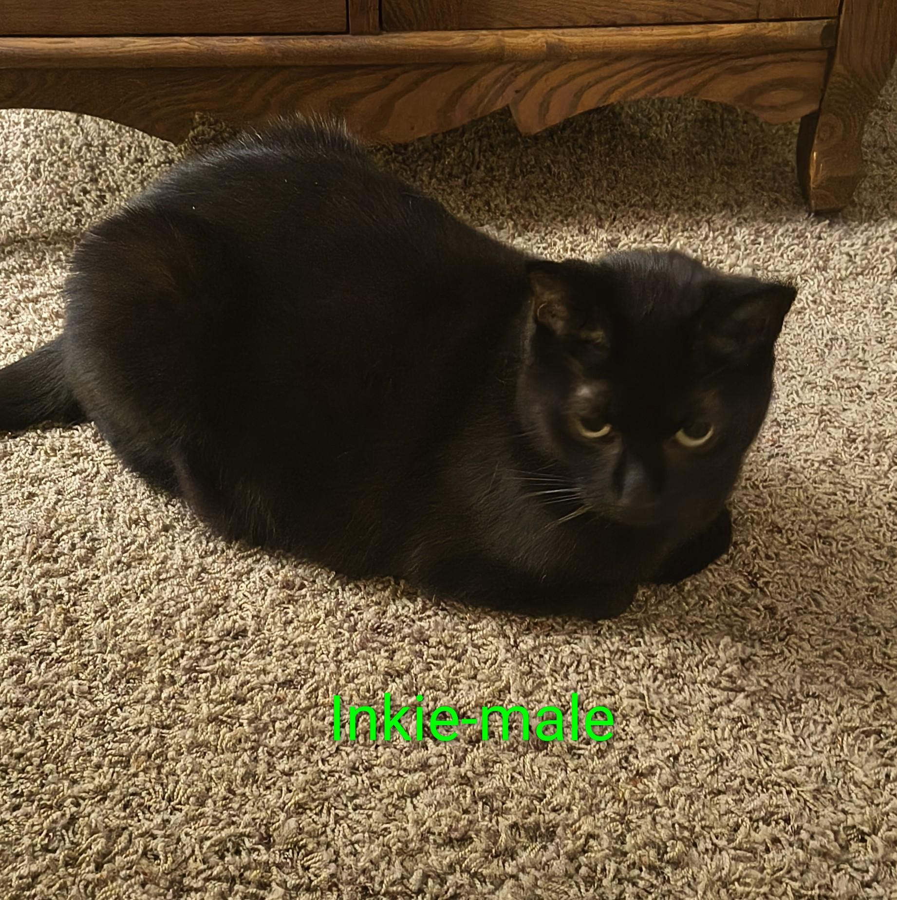 Inkie, Adopted, Adult Male Domestic Short Hair.