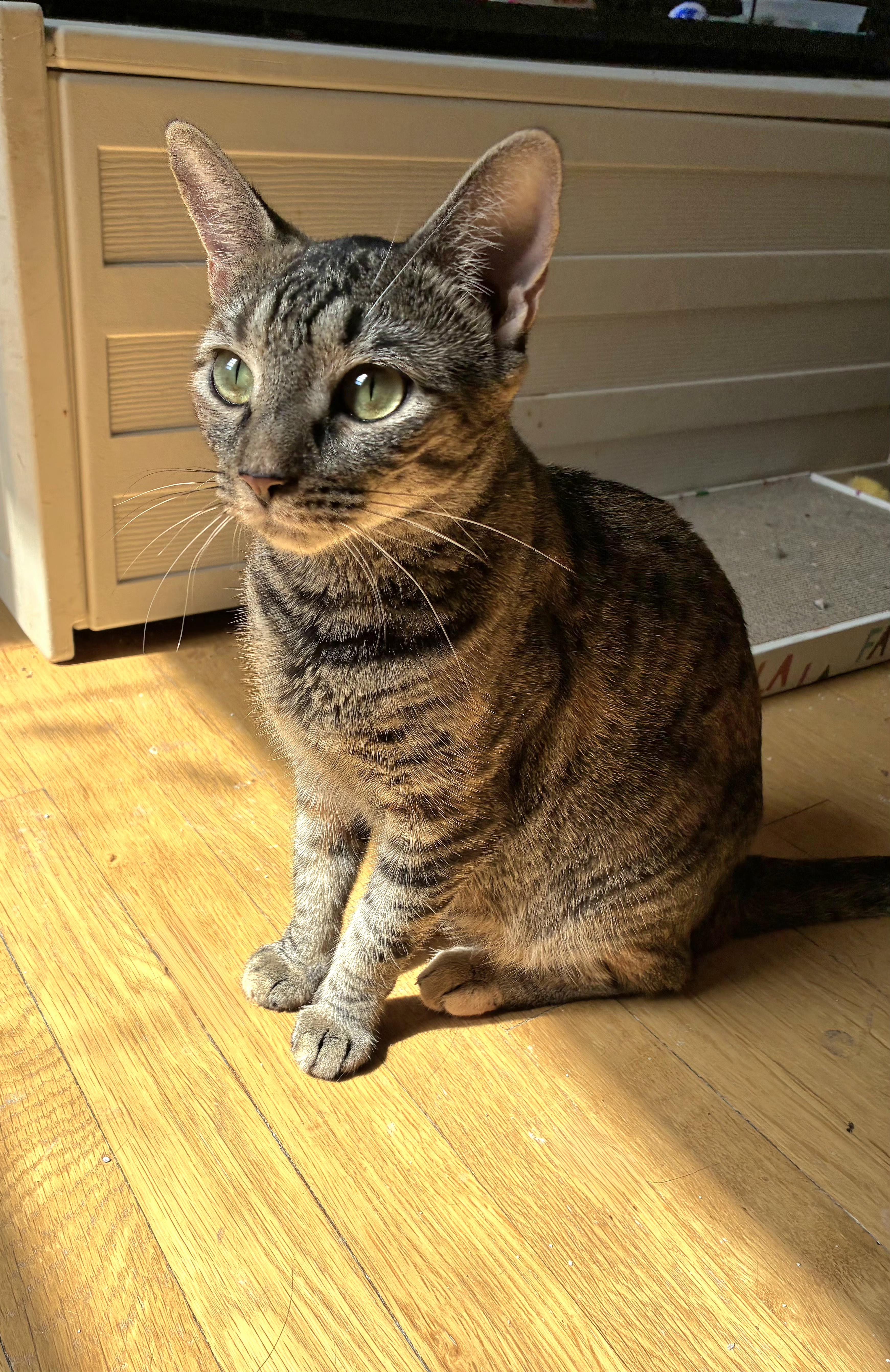 Mindy N - Colorful Tabby