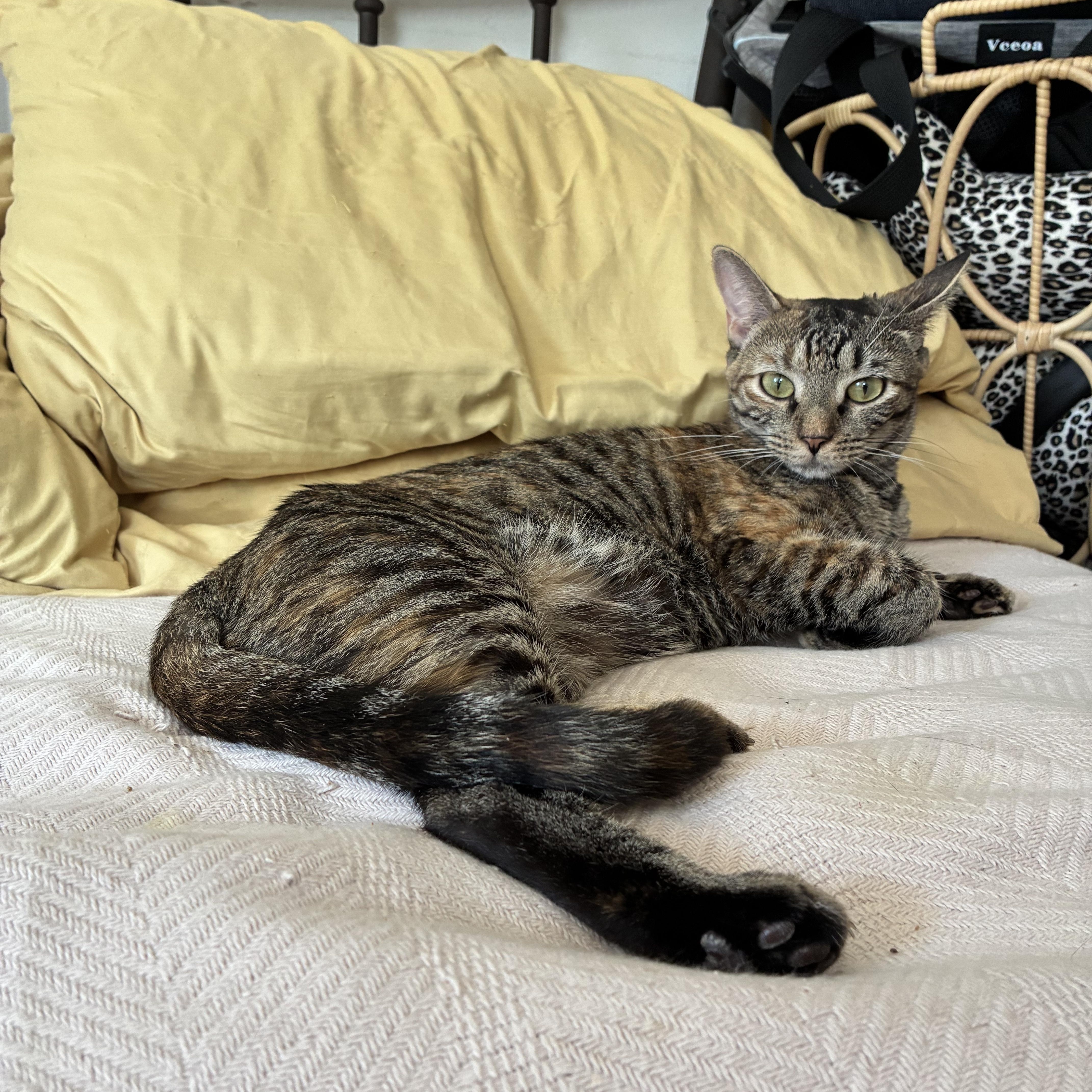 Mindy N - Colorful Tabby