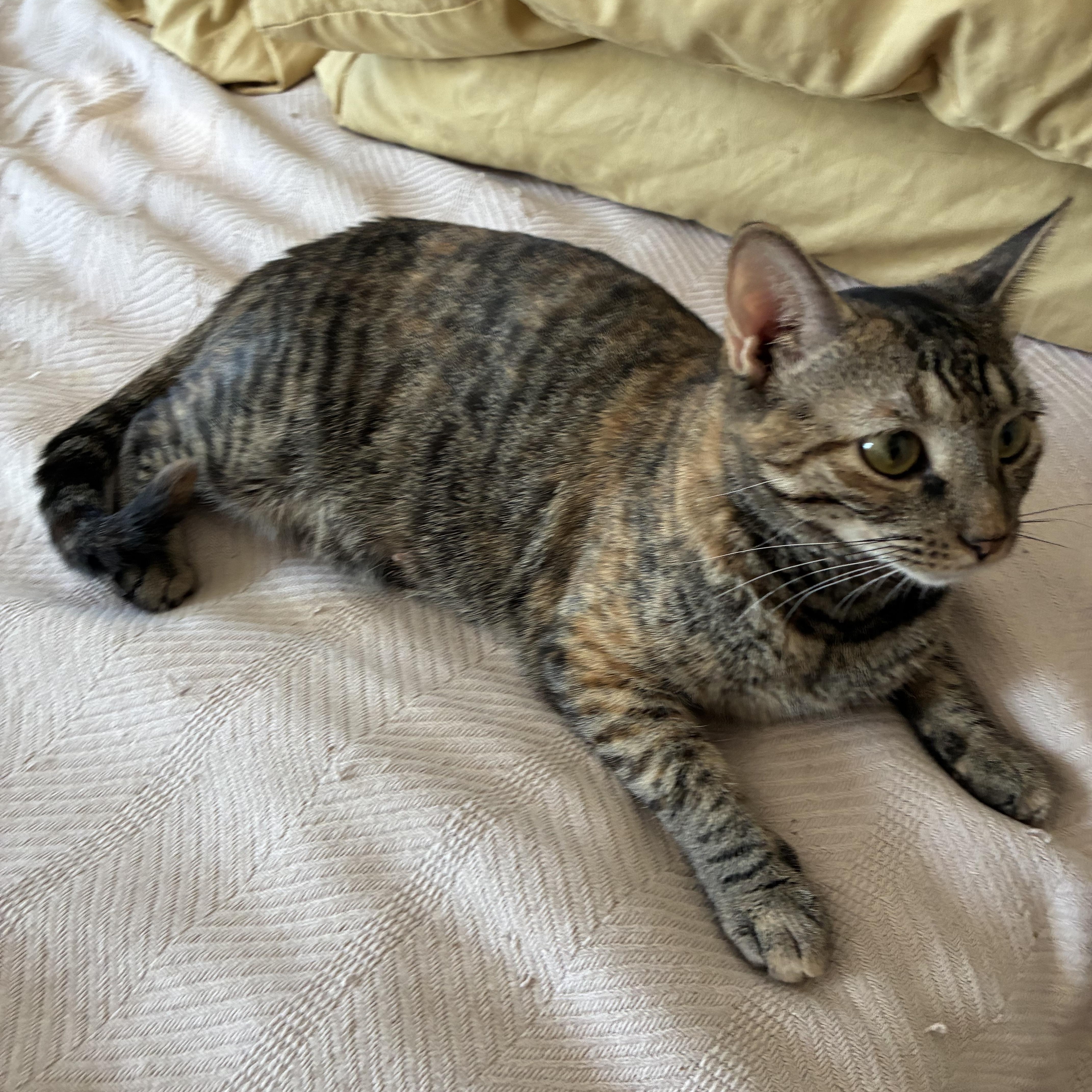 Mindy N - Colorful Tabby