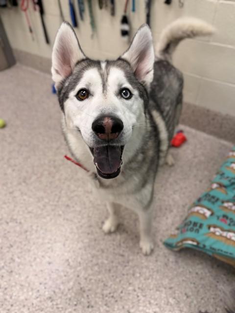KAI, Adoptable, Adult Male Siberian Husky.