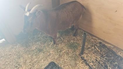 Enlarge Thor, a Adoptable Nigerian Dwarf in Hamilton, MT image 2/2