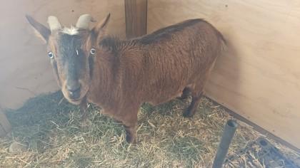 Thor, Adoptable, Adult Male Nigerian Dwarf.