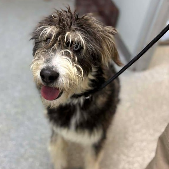 Rocky, a ADOPTABLE mixed breed in Bardstown, KY image 1/6