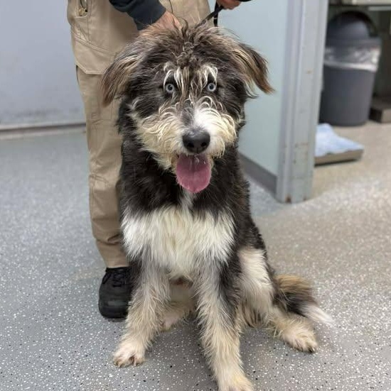 Rocky, a ADOPTABLE mixed breed in Bardstown, KY image 2/6