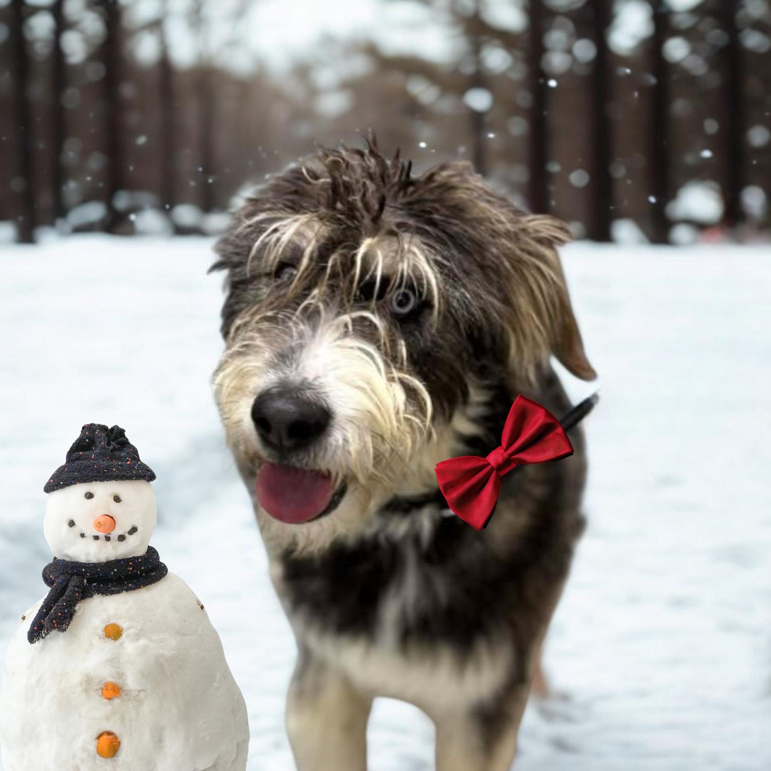 Rocky, a ADOPTABLE mixed breed in Bardstown, KY image 3/6