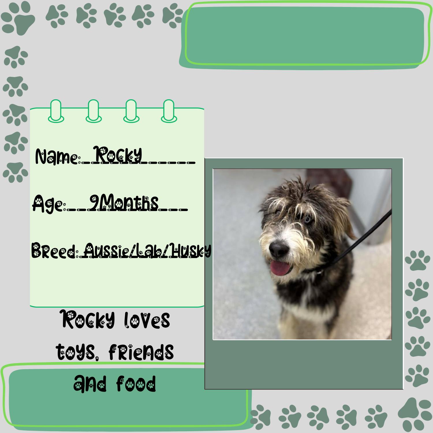 Rocky, a ADOPTABLE mixed breed in Bardstown, KY image 4/6