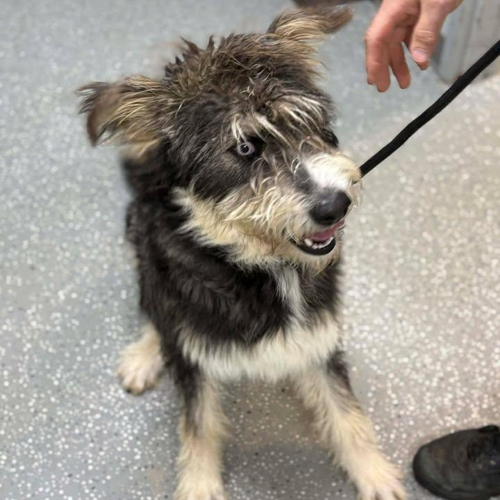 Rocky, a ADOPTABLE mixed breed in Bardstown, KY image 5/6