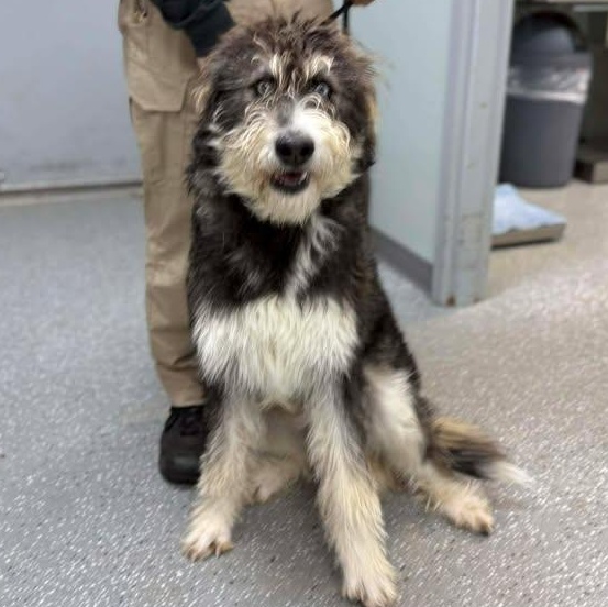 Rocky, a ADOPTABLE mixed breed in Bardstown, KY image 6/6