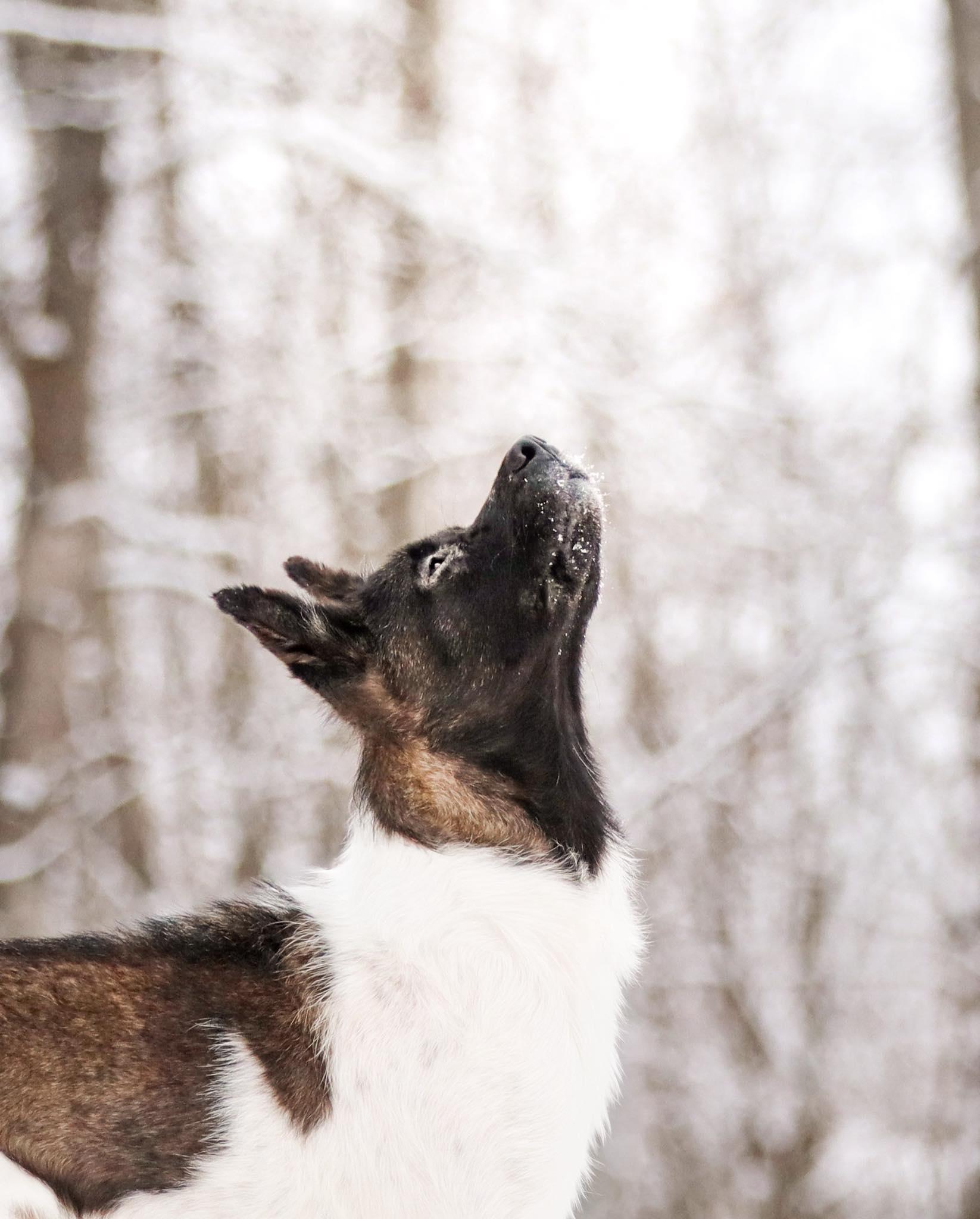 Enlarge Dora, a ADOPTABLE Akita in Wasilla, AK image 5/5