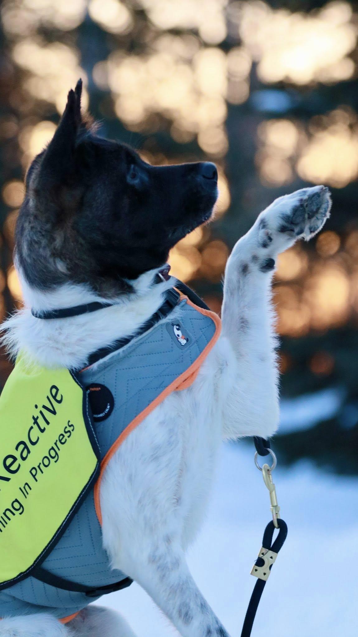 Enlarge Dora, a ADOPTABLE Akita in Wasilla, AK image 3/5