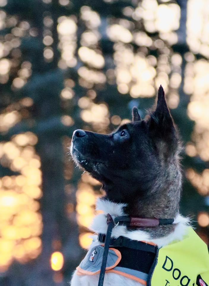 Enlarge Dora, a ADOPTABLE Akita in Wasilla, AK image 2/5