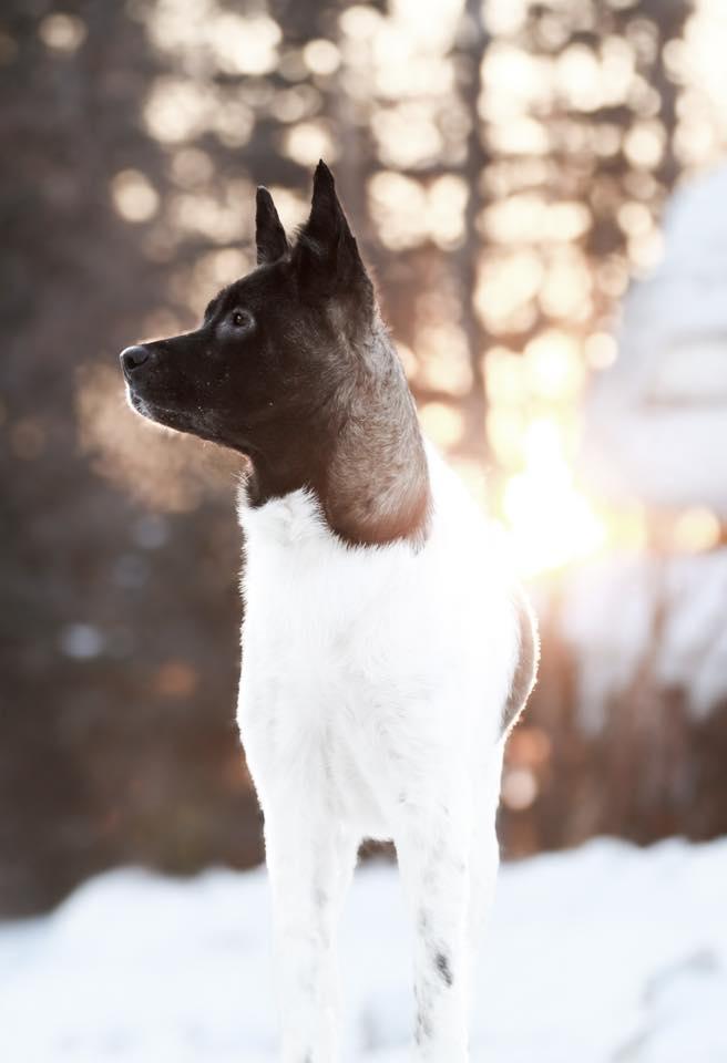 Enlarge Dora, a ADOPTABLE Akita in Wasilla, AK image 4/5