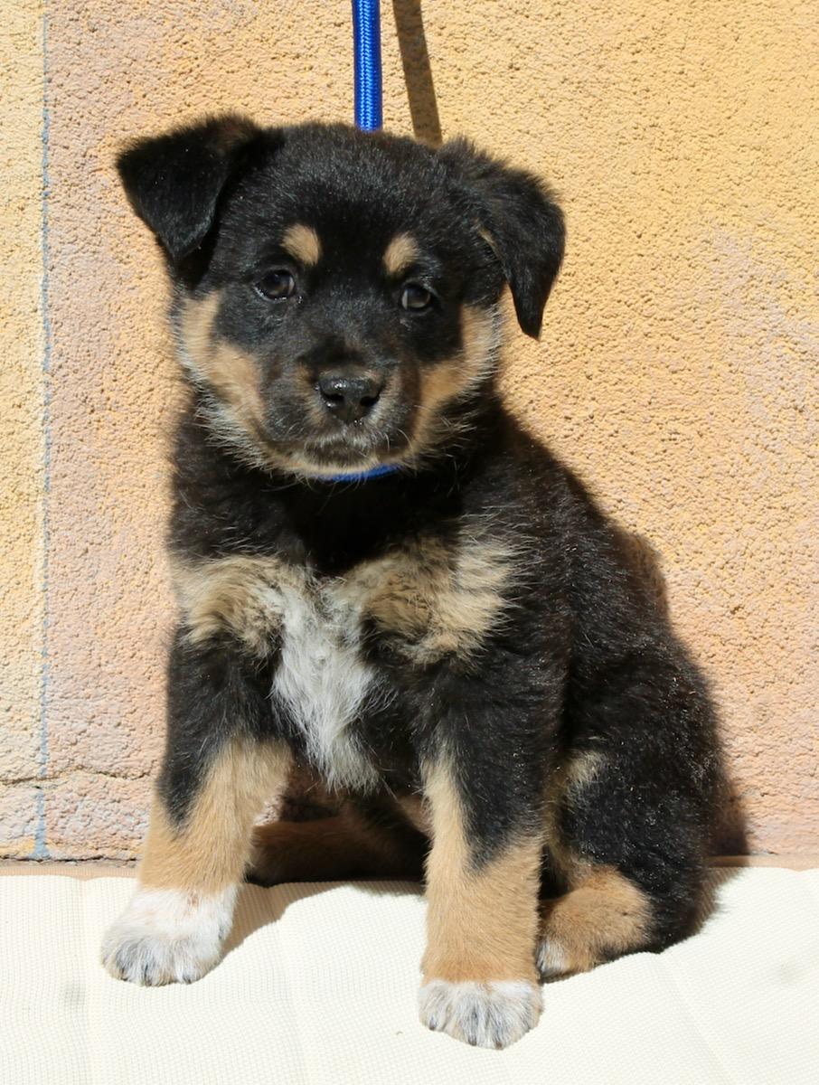 Chase , a ADOPTABLE mixed breed in Albuquerque, NM image 4/5