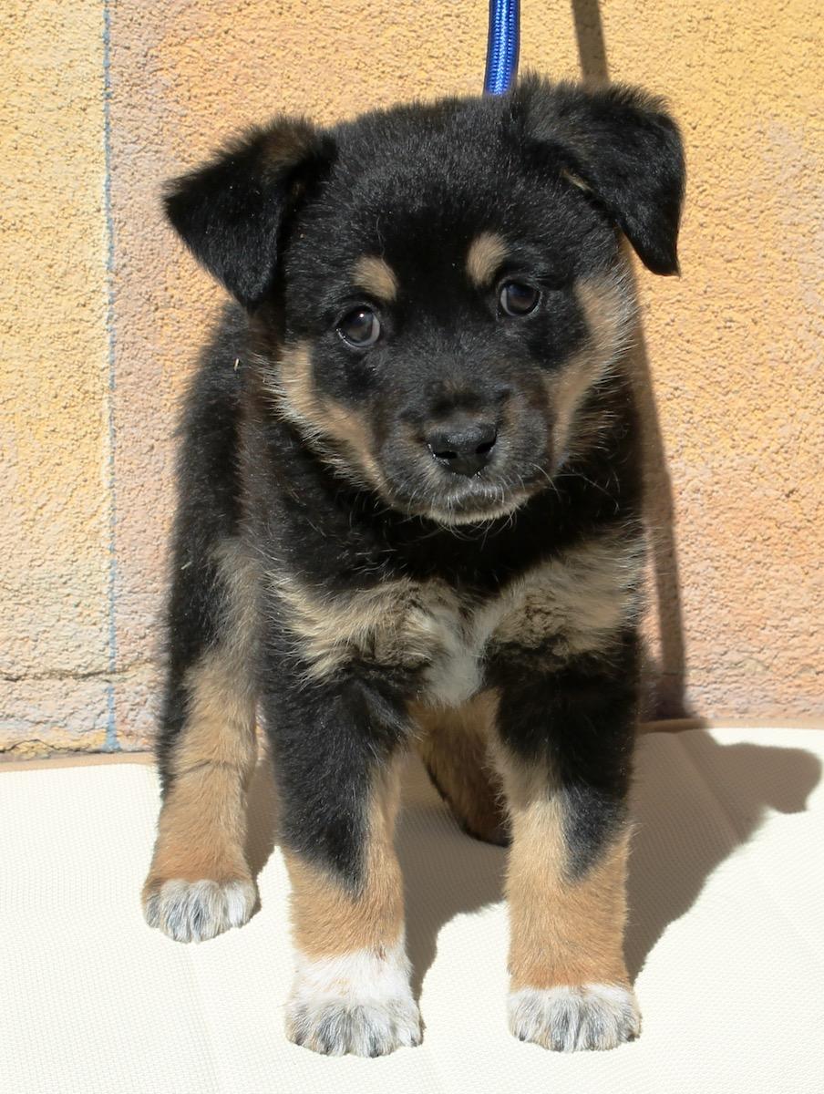 Chase , a ADOPTABLE mixed breed in Albuquerque, NM image 2/5