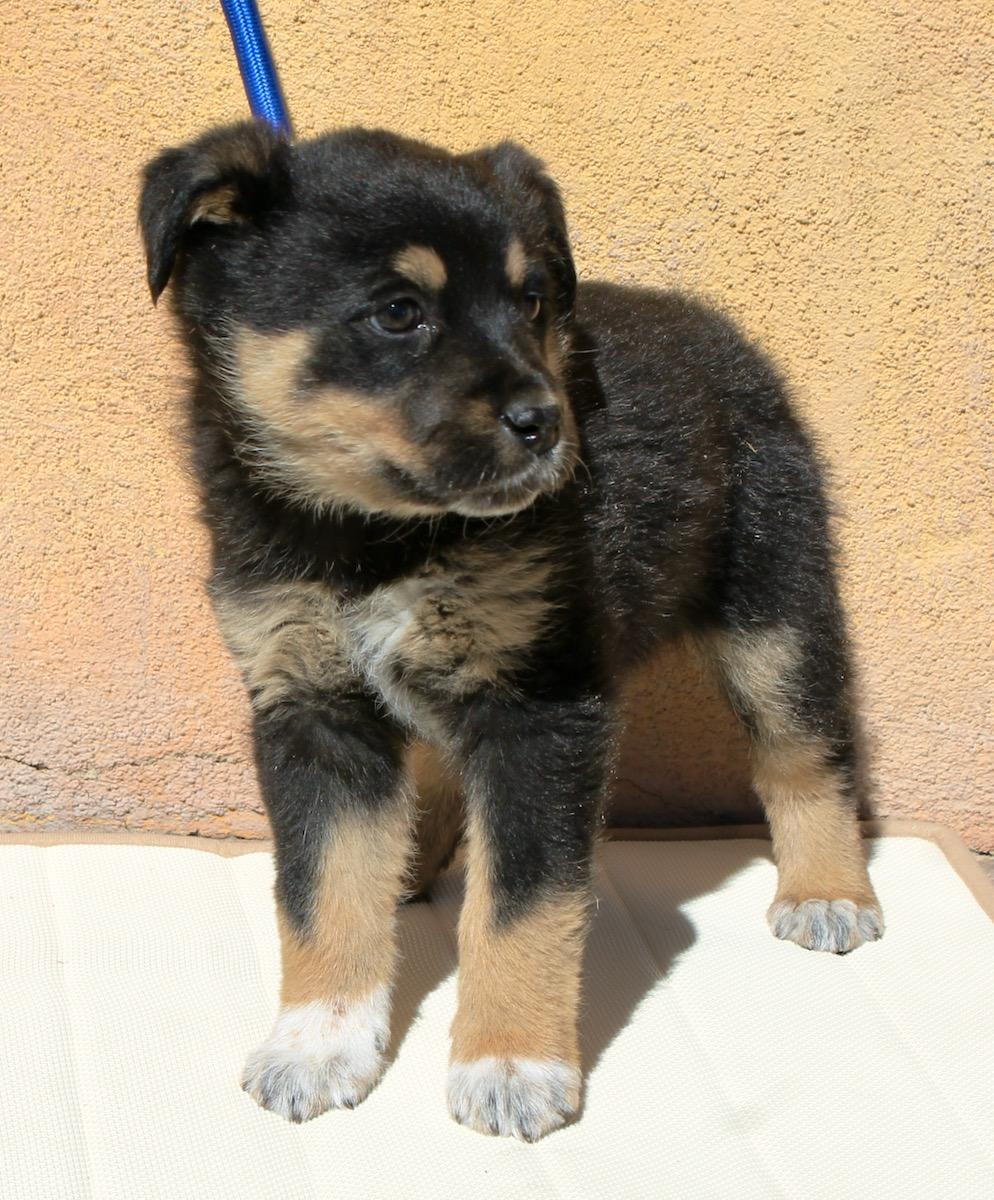Chase , a ADOPTABLE mixed breed in Albuquerque, NM image 5/5