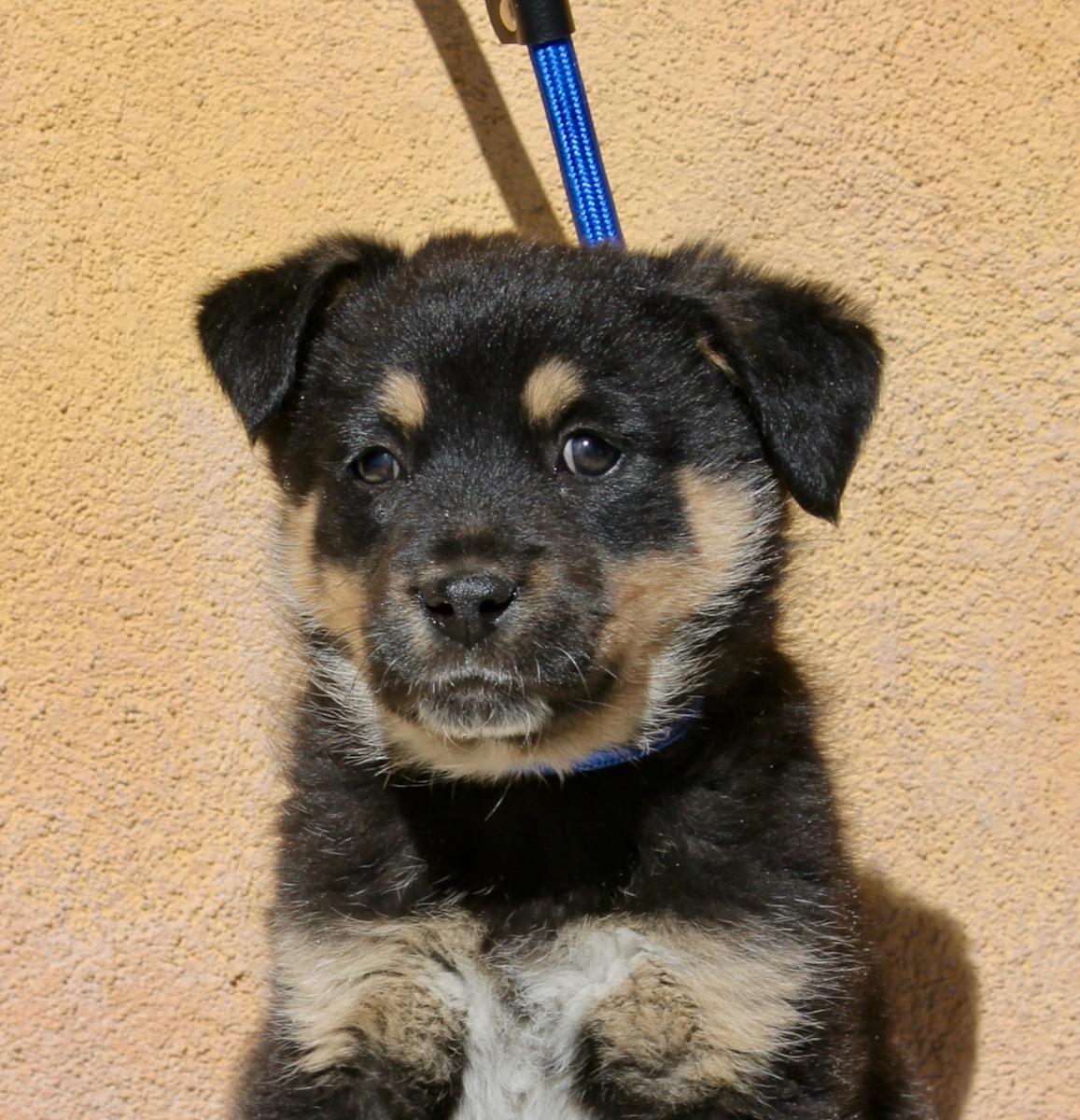 Chase , a ADOPTABLE mixed breed in Albuquerque, NM image 3/5