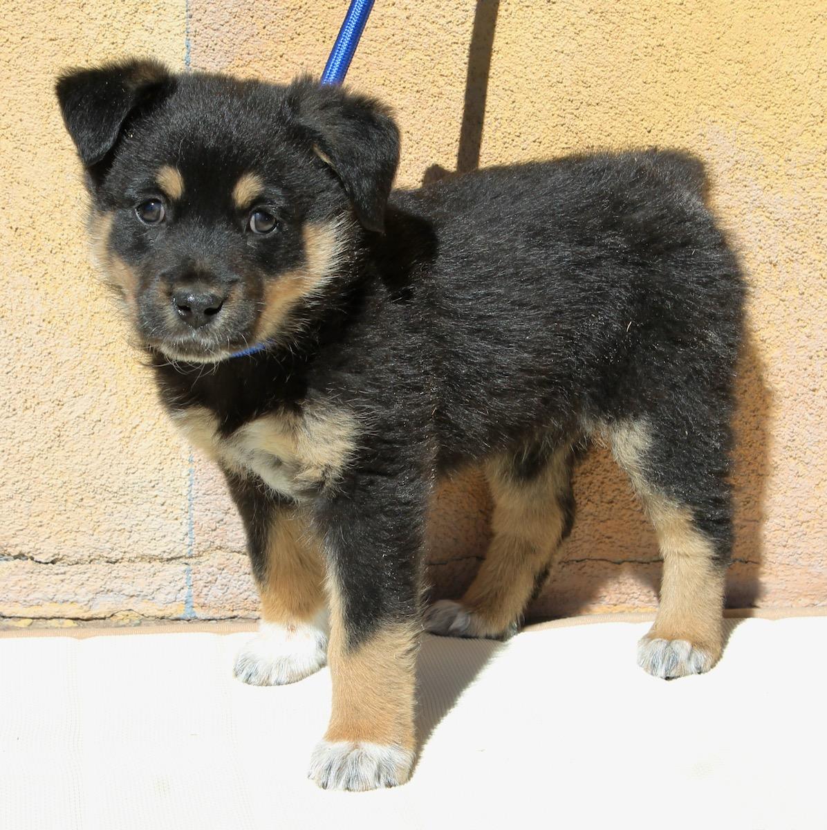 Chase , a ADOPTABLE mixed breed in Albuquerque, NM image 1/5