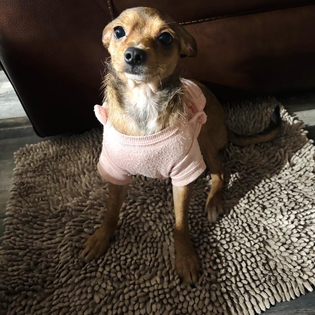 Enlarge Tinker, a Adoptable Chihuahua in Katy, TX image 1/2