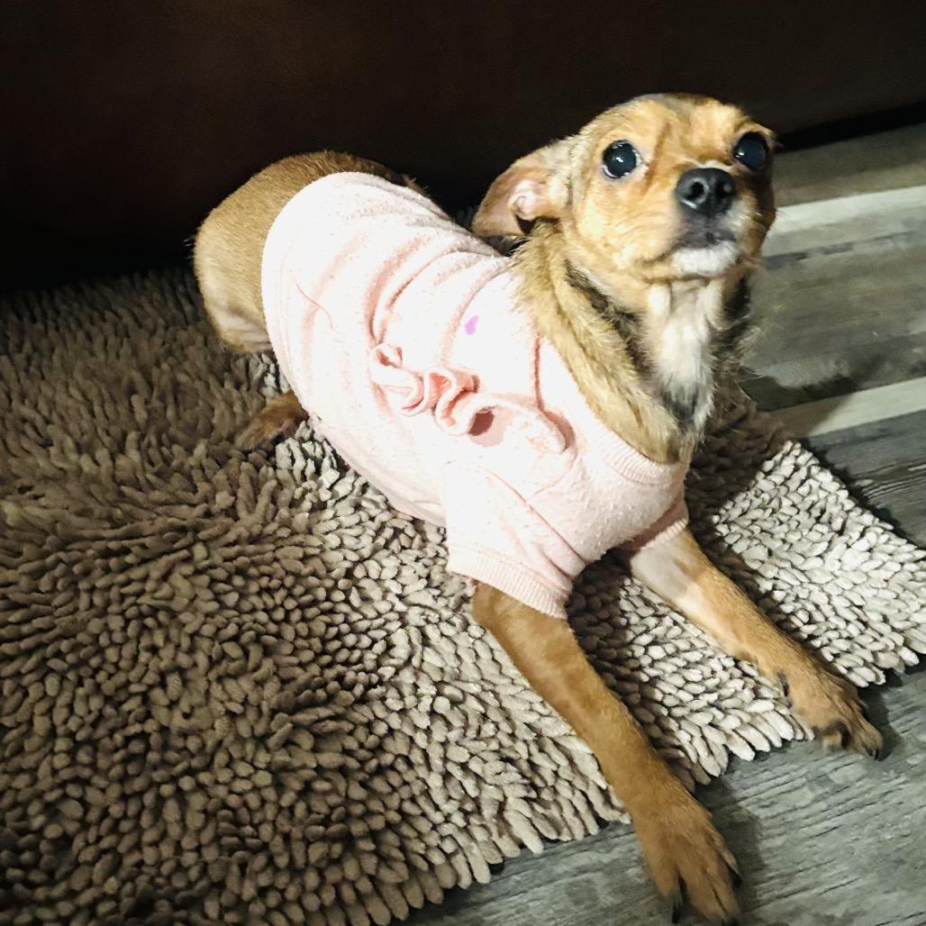 Enlarge Tinker, a Adoptable Chihuahua in Katy, TX image 2/2