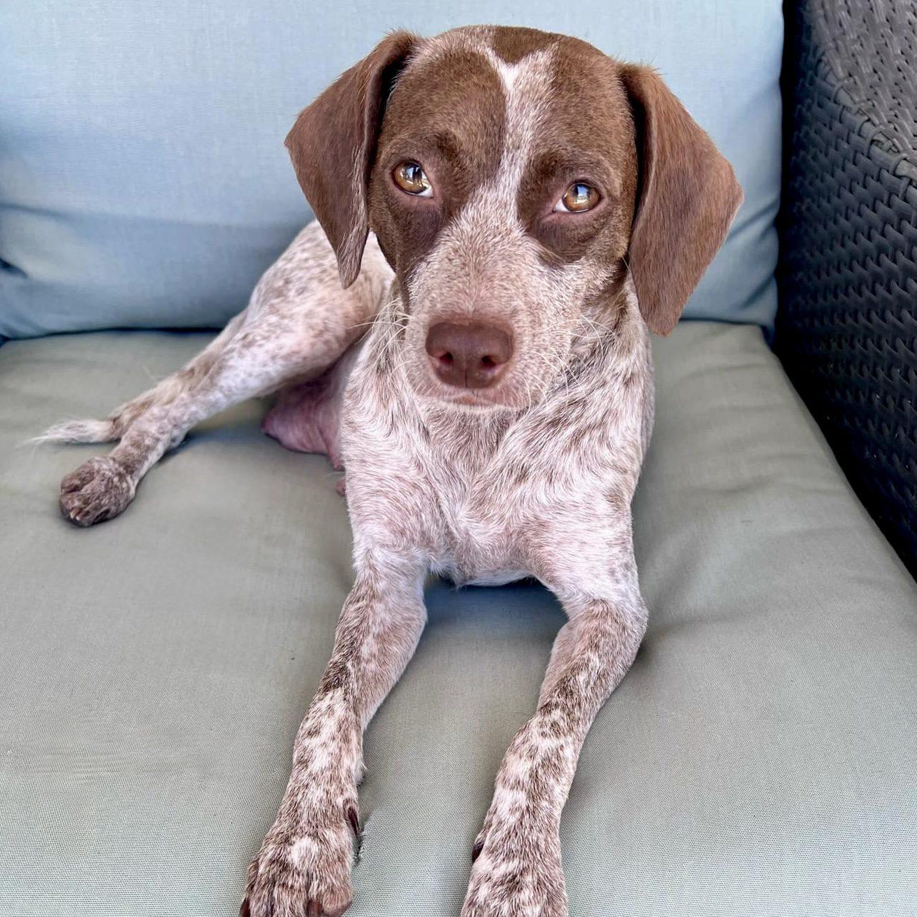 Tiara, a ADOPTABLE mixed breed in Mead, CO image 1/6