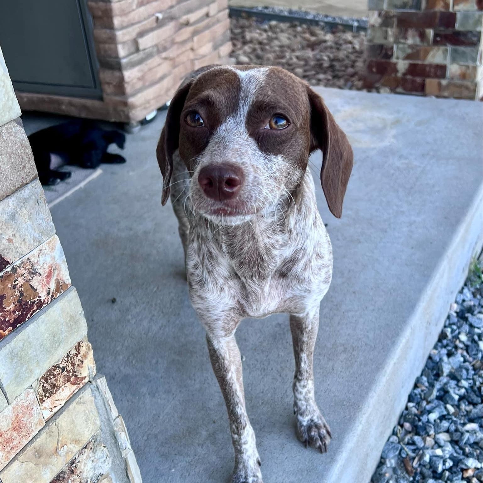 Tiara, a ADOPTABLE mixed breed in Mead, CO image 5/6