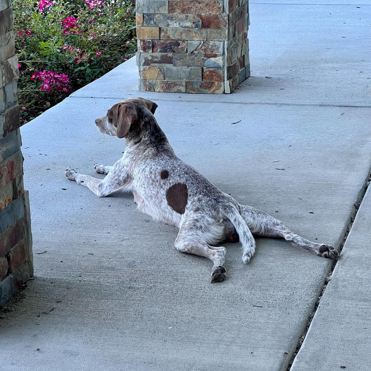 Tiara, a ADOPTABLE mixed breed in Mead, CO image 6/6