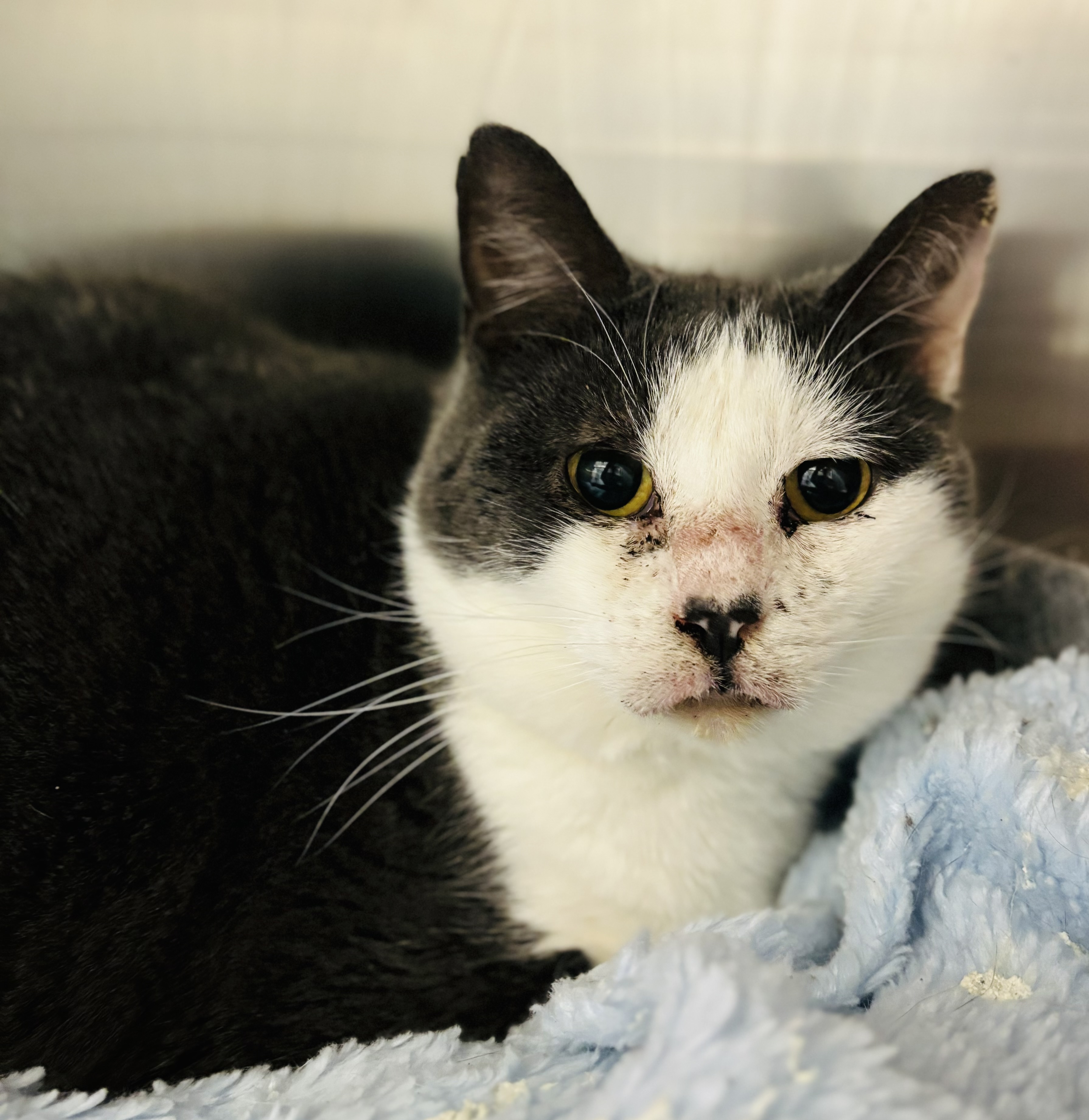 Enlarge Skye, a Adoptable Domestic Short Hair in Richland Center, WI image 3/3