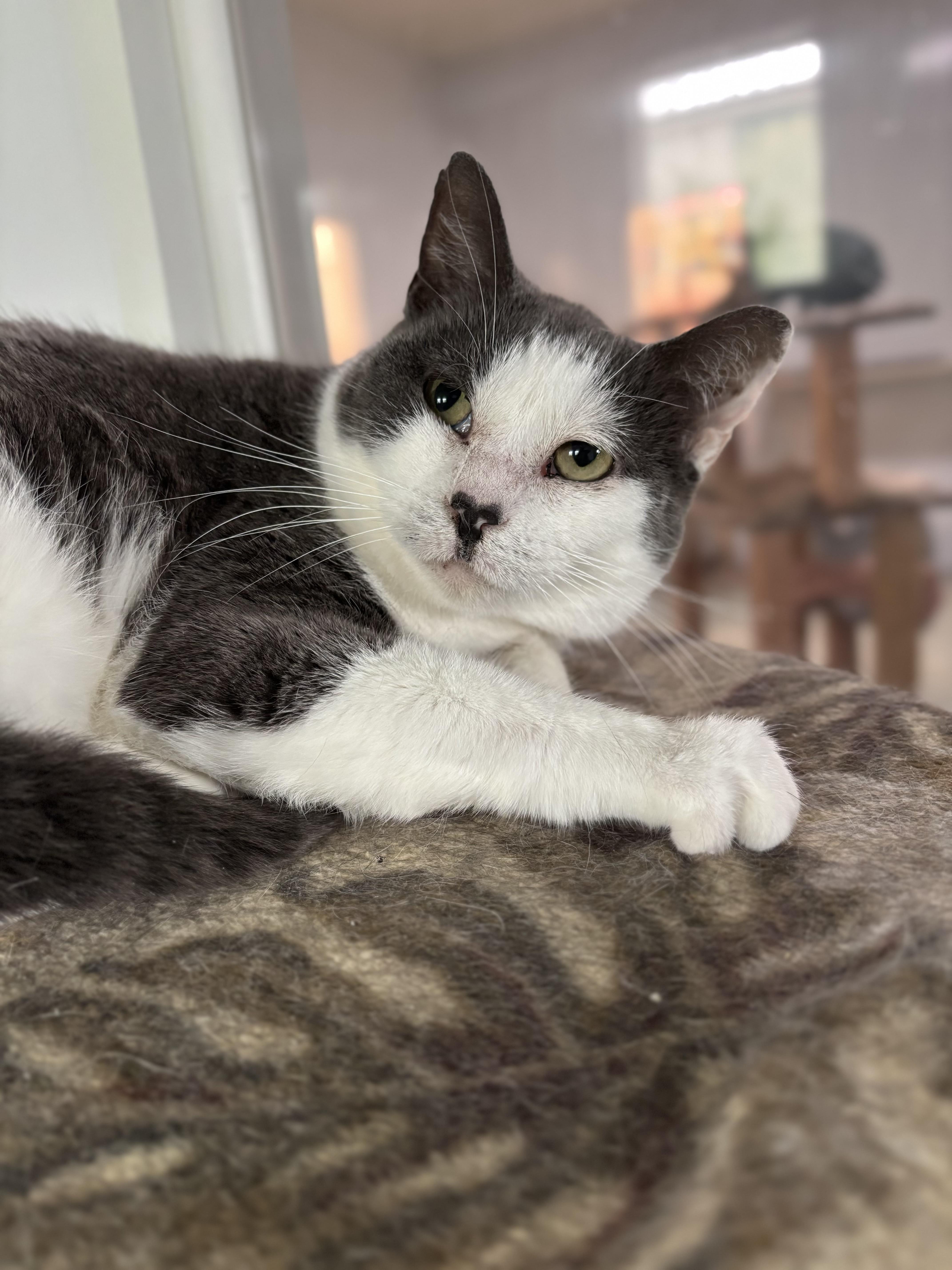 Skye, an adoptable Domestic Short Hair in Richland Center, WI, 53581 | Photo Image 1