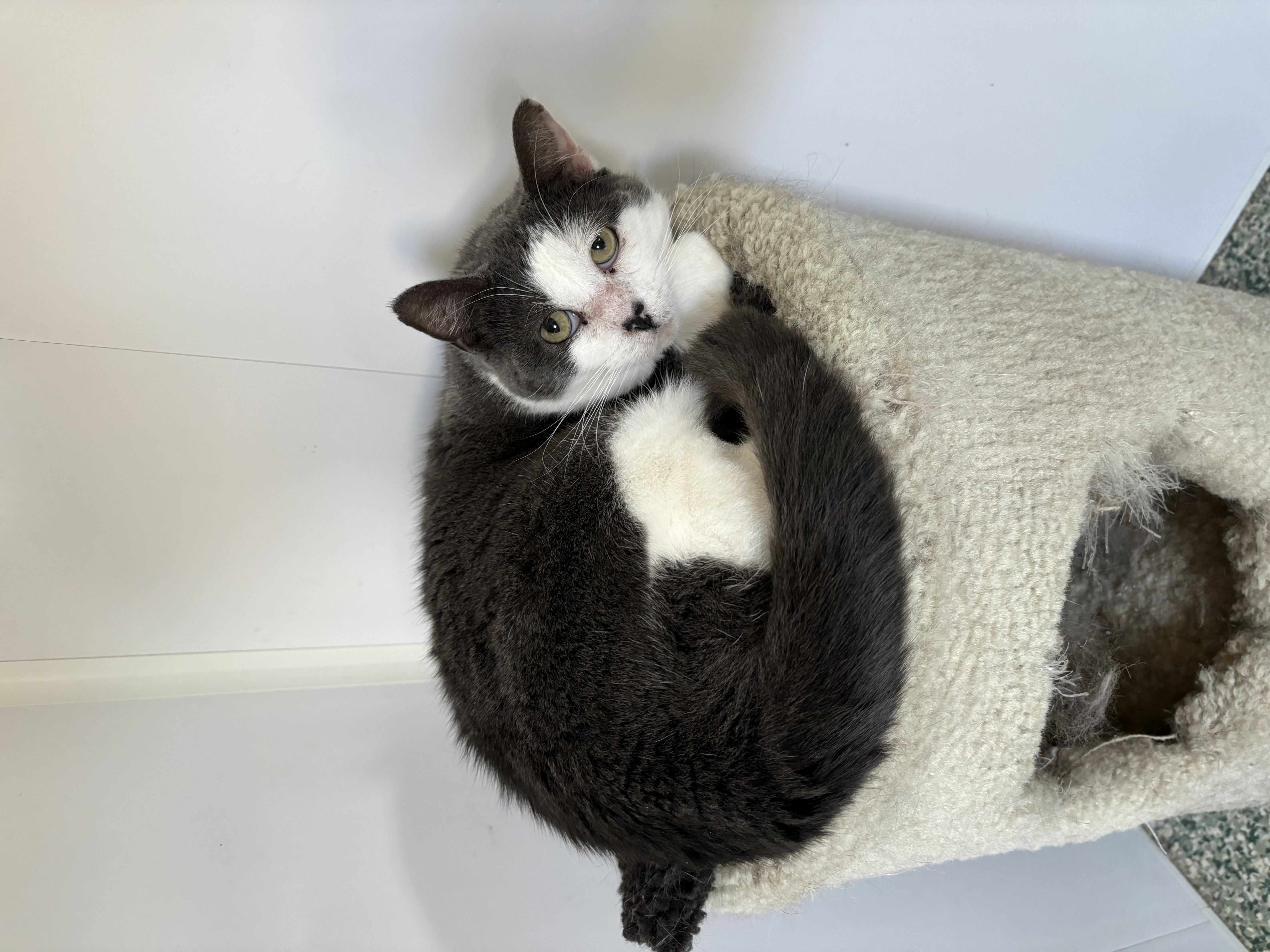 Skye, an adoptable Domestic Short Hair in Richland Center, WI, 53581 | Photo Image 2