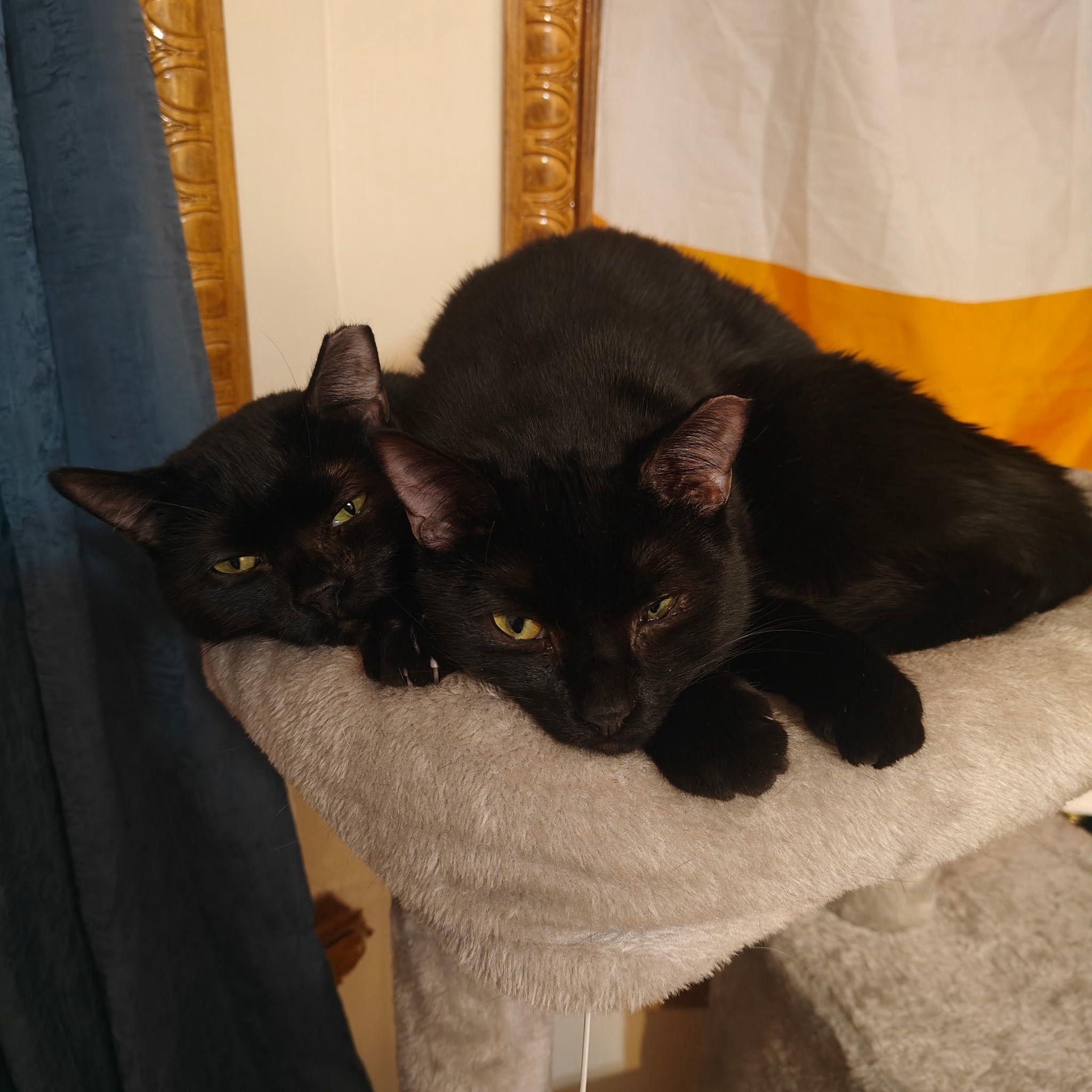 Enlarge Zorro, a Adoptable Domestic Short Hair in Jersey City, NJ image 1/5