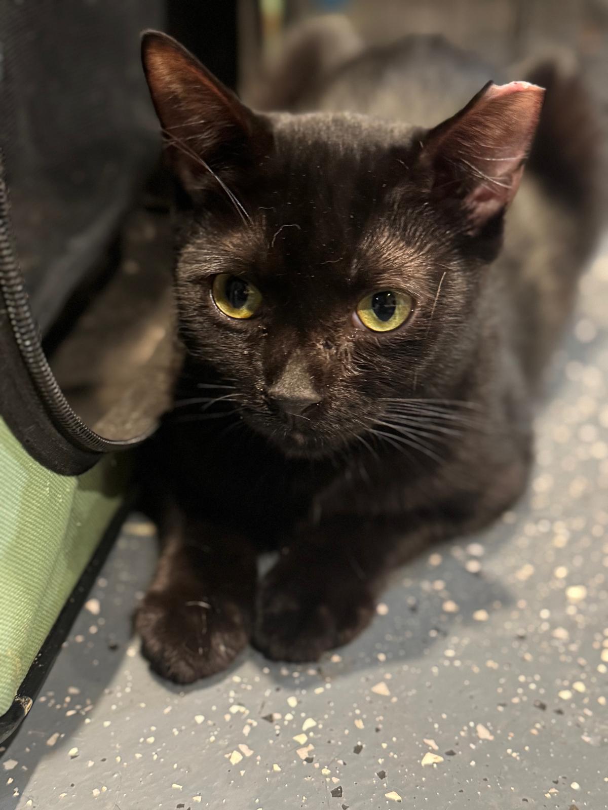 Enlarge Zorro, a Adoptable Domestic Short Hair in Jersey City, NJ image 1/3