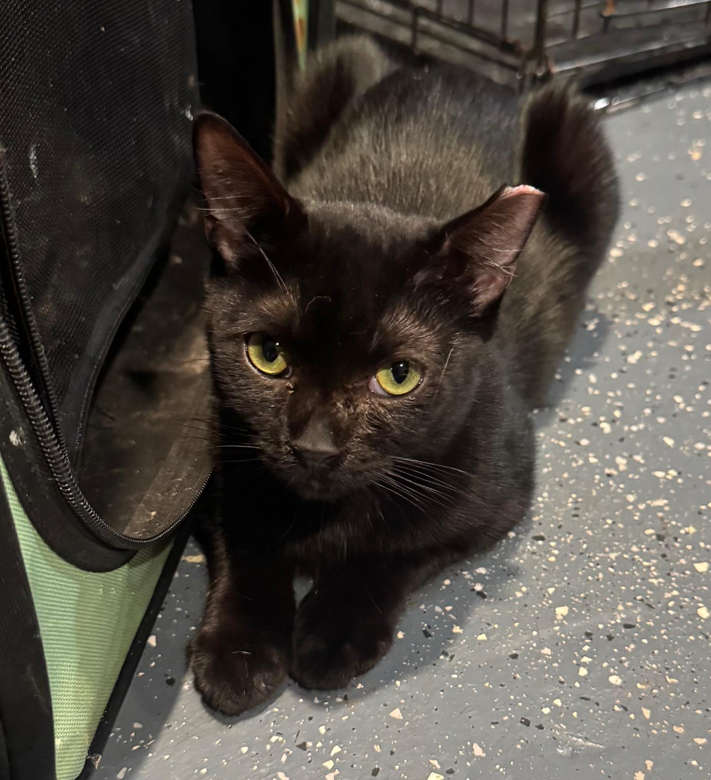 Zorro, Adoptable, Kitten Male Domestic Short Hair.