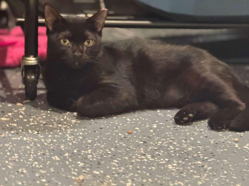 Zorro, a Adoptable Domestic Short Hair in Jersey City, NJ image 2/3