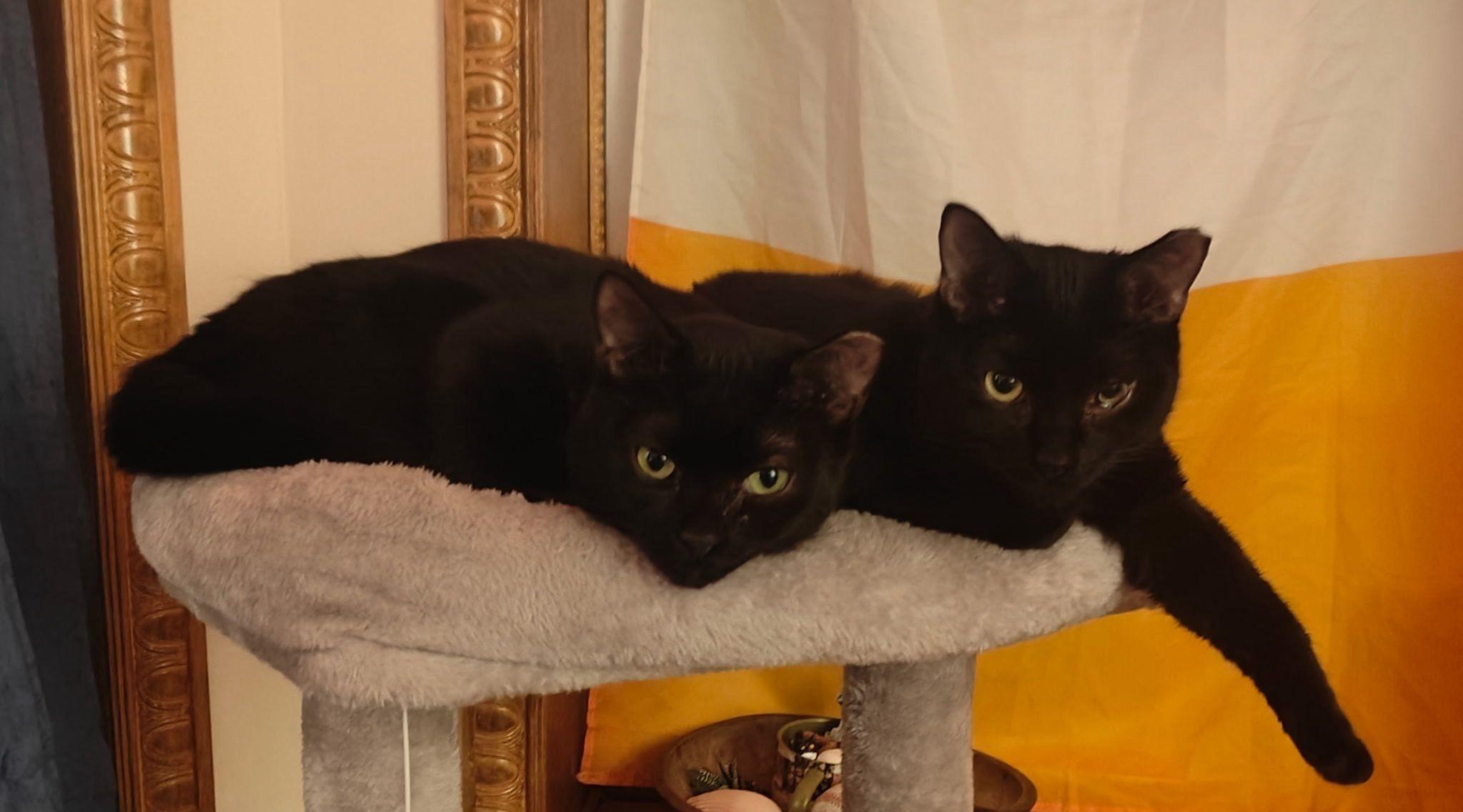 Enlarge Zorro, a Adoptable Domestic Short Hair in Jersey City, NJ image 5/5