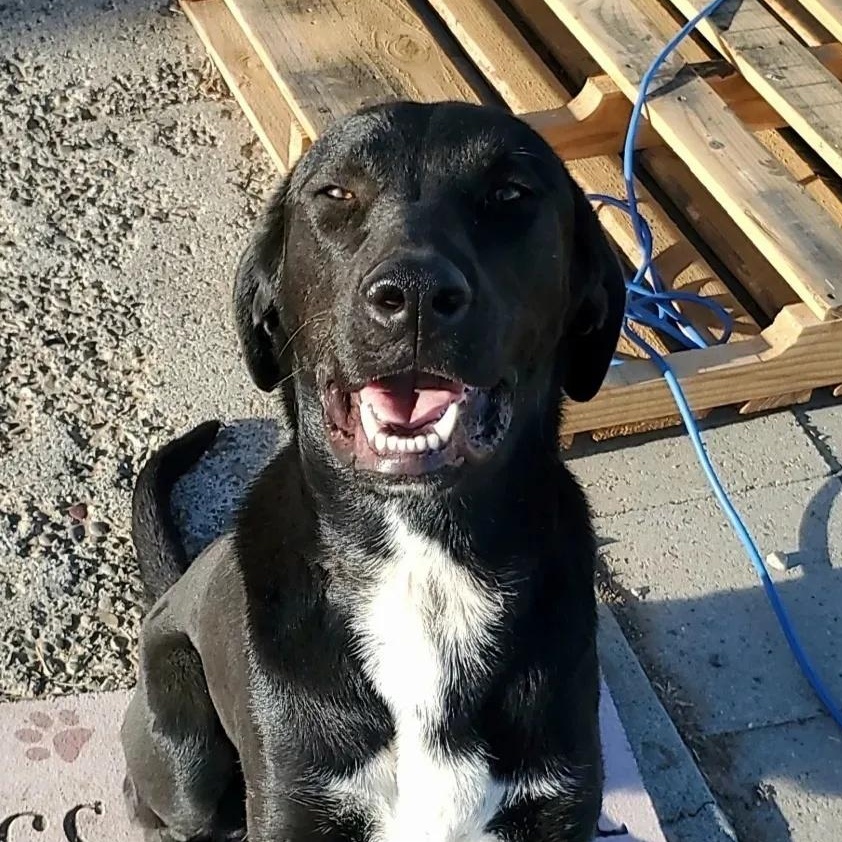 Enlarge Hondo, a Adoptable mixed breed in Pasco, WA image 1/3