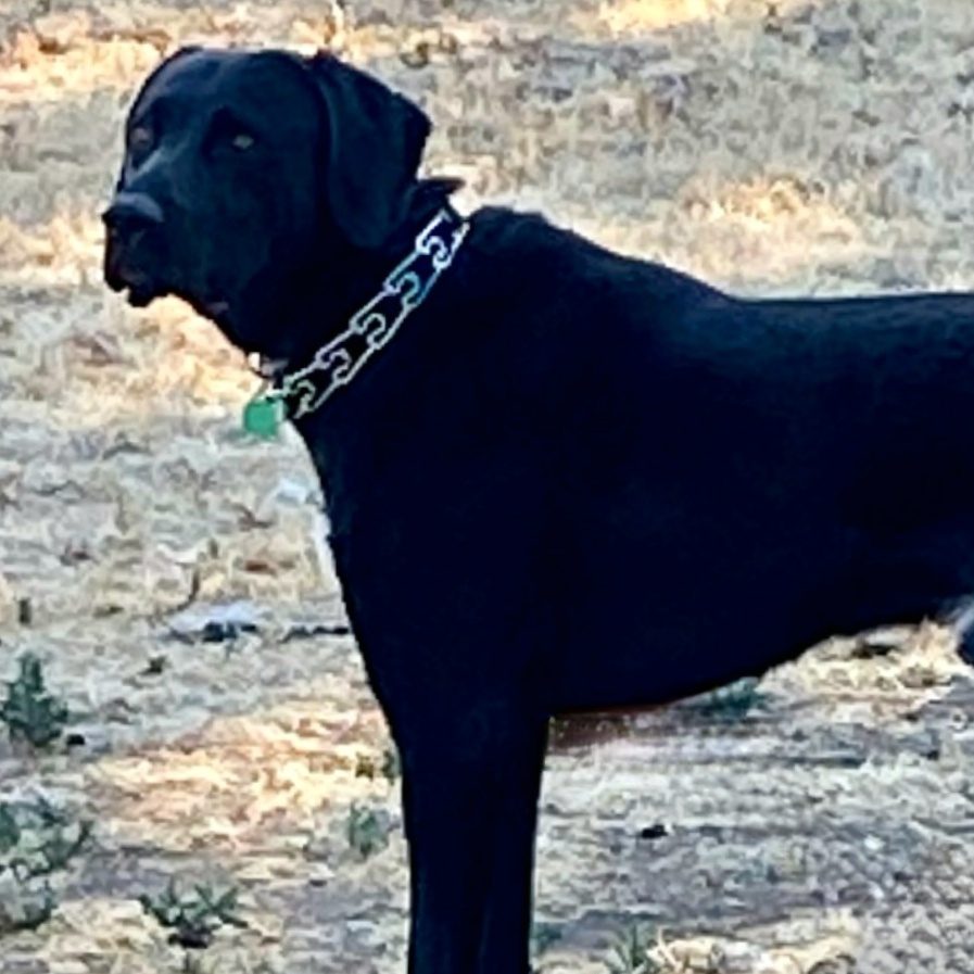 Enlarge Hondo, a Adoptable mixed breed in Pasco, WA image 2/3