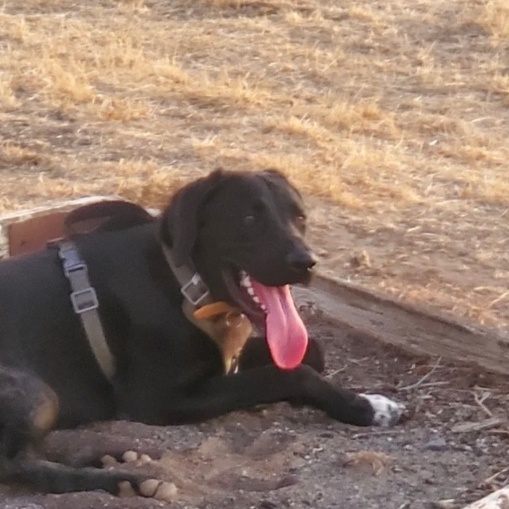 Enlarge Hondo, a Adoptable mixed breed in Pasco, WA image 3/3