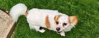 Enlarge Quincy, a ADOPTABLE mixed breed in Orlando, FL image 2/2