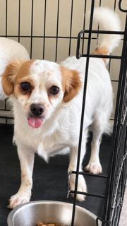 Quincy, ADOPTABLE, Young Male Spaniel & Chihuahua.