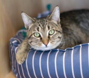 Kelly Kapowski, Adoptable, Young Female Domestic Short Hair.