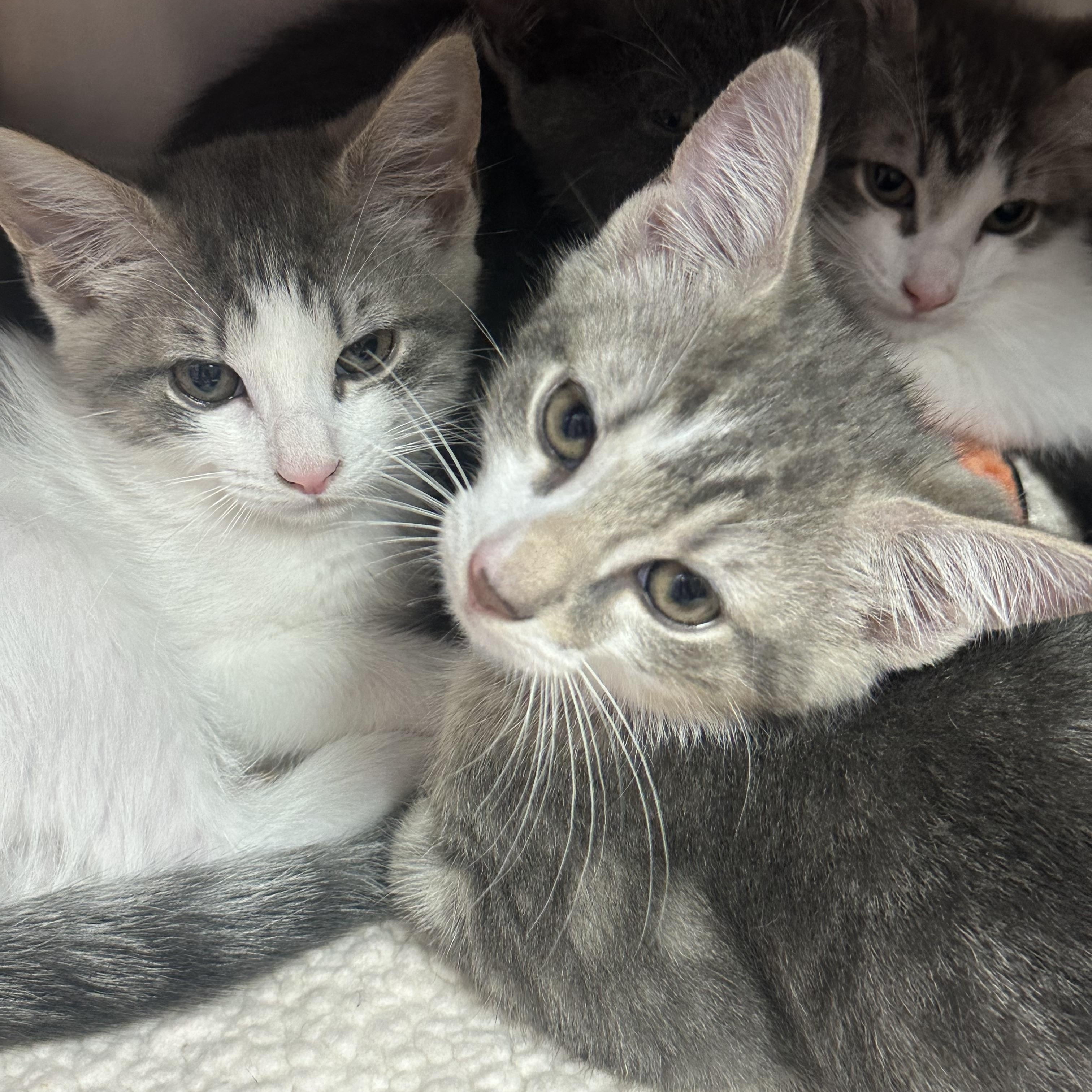 H Kittens, a ADOPTABLE Domestic Short Hair in Clifton, NJ image 2/6