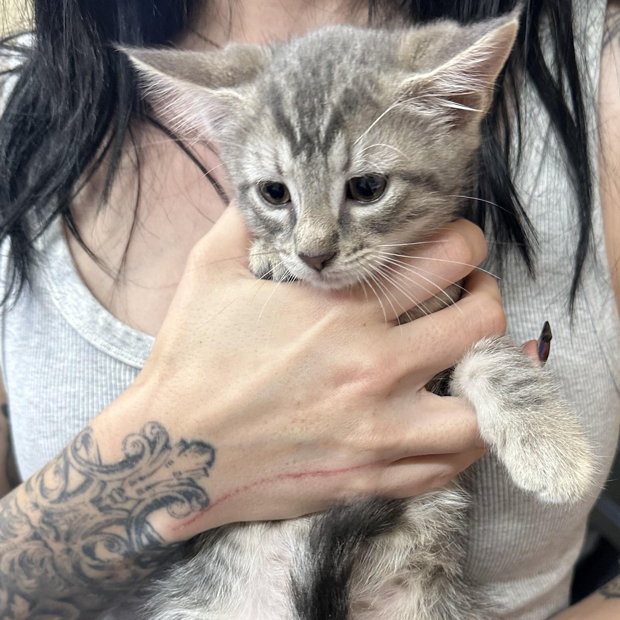 Enlarge H Kittens, a ADOPTABLE Domestic Short Hair in Clifton, NJ image 3/6