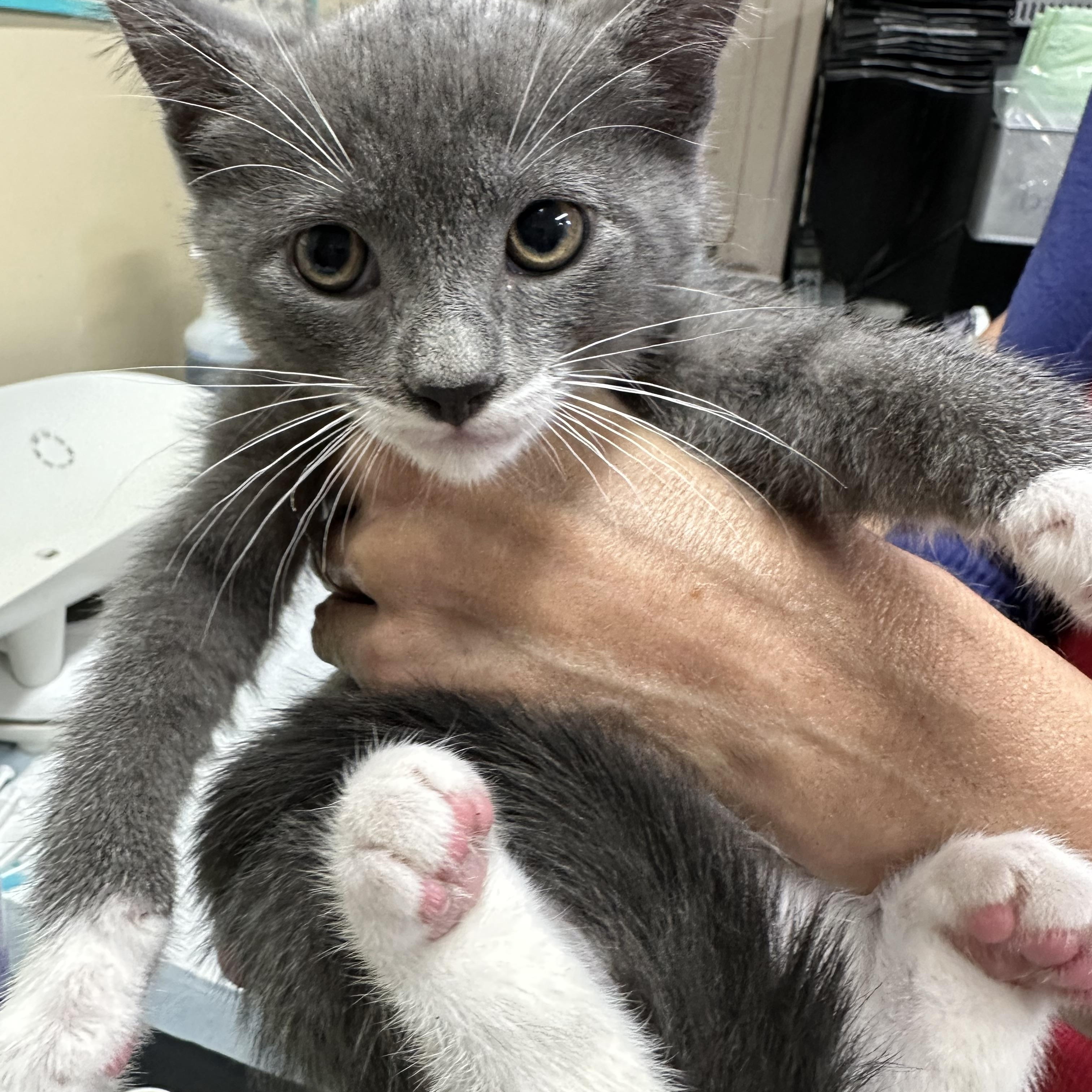 H Kittens, a ADOPTABLE Domestic Short Hair in Clifton, NJ image 1/6