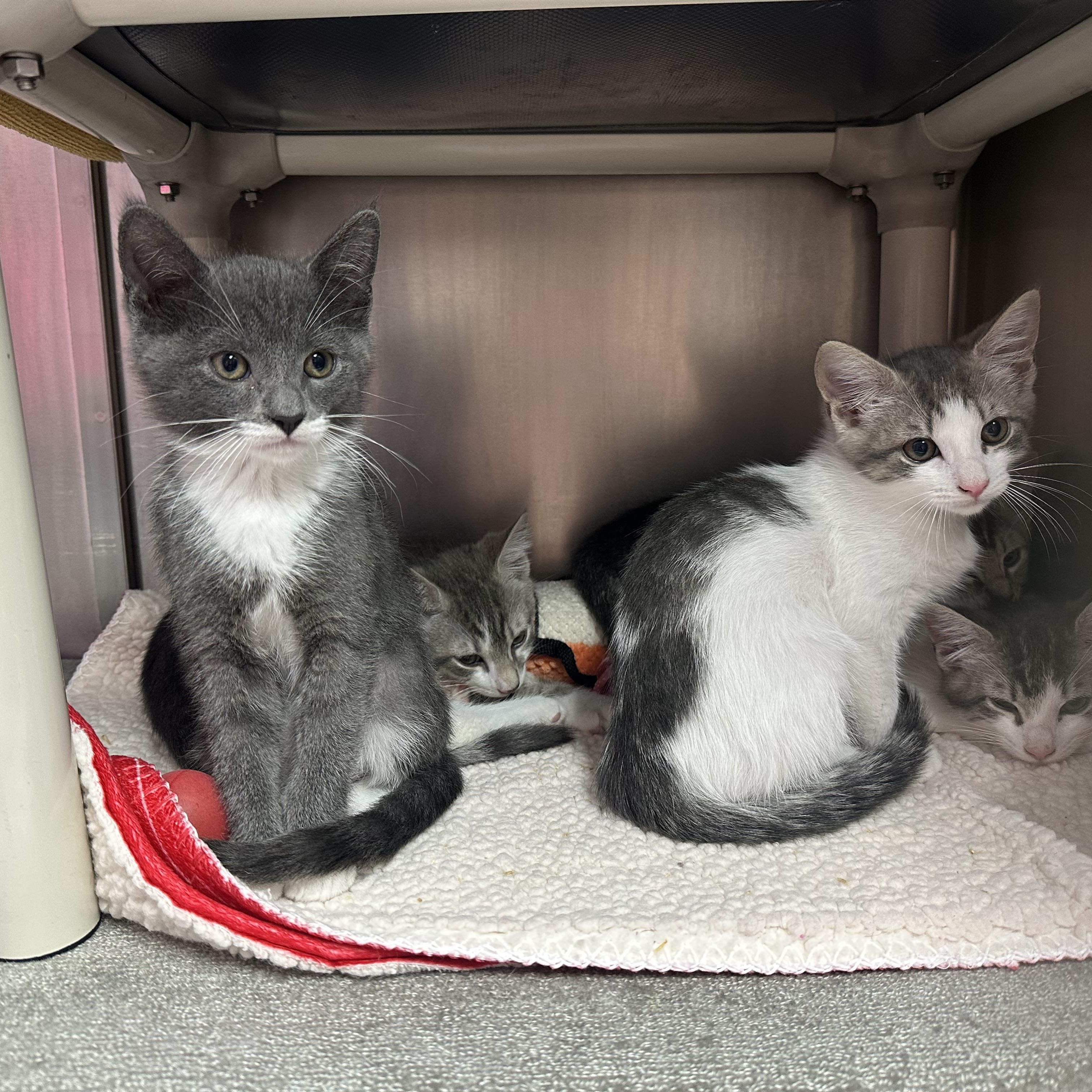 Enlarge H Kittens, a ADOPTABLE Domestic Short Hair in Clifton, NJ image 4/6