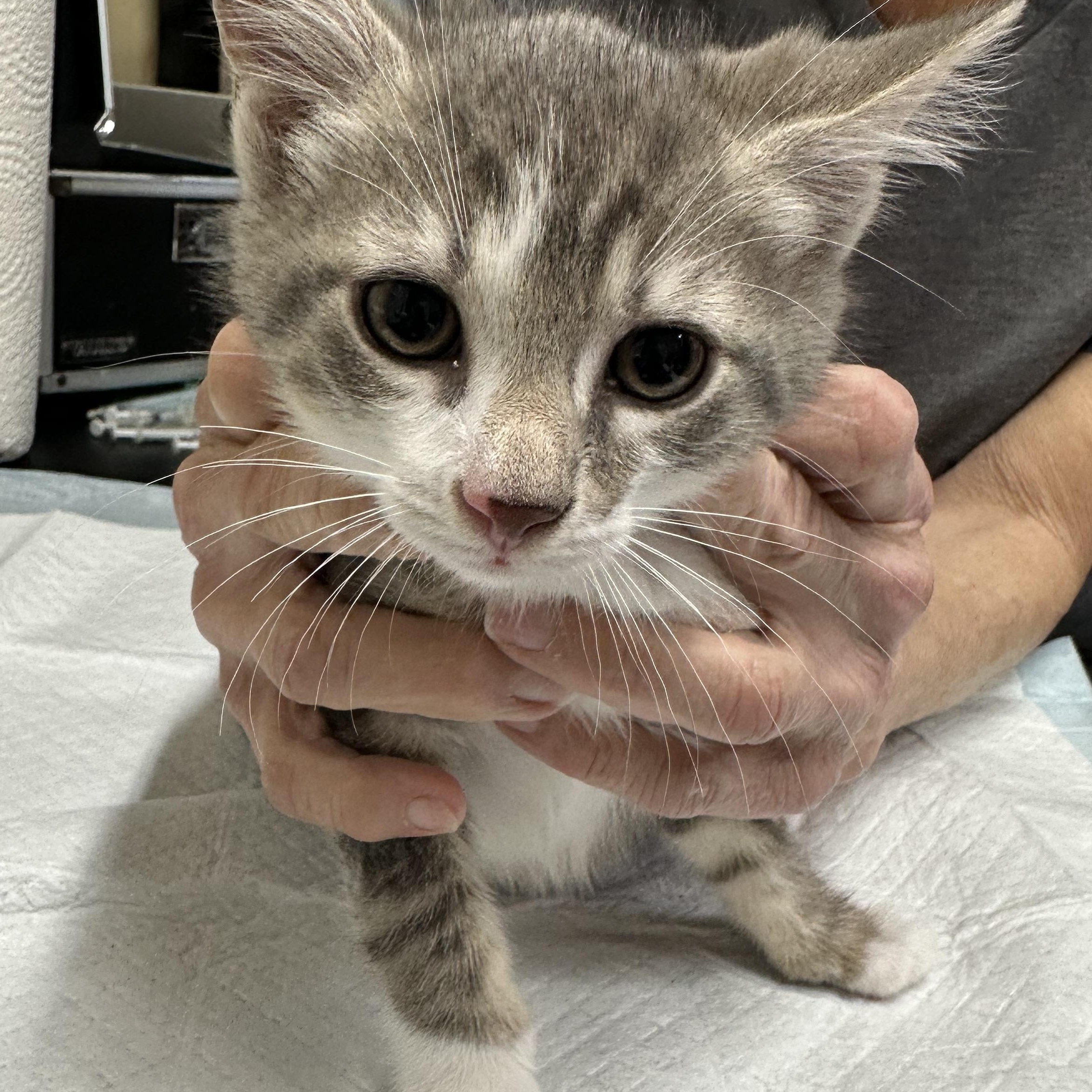 H Kittens, a ADOPTABLE Domestic Short Hair in Clifton, NJ image 5/6