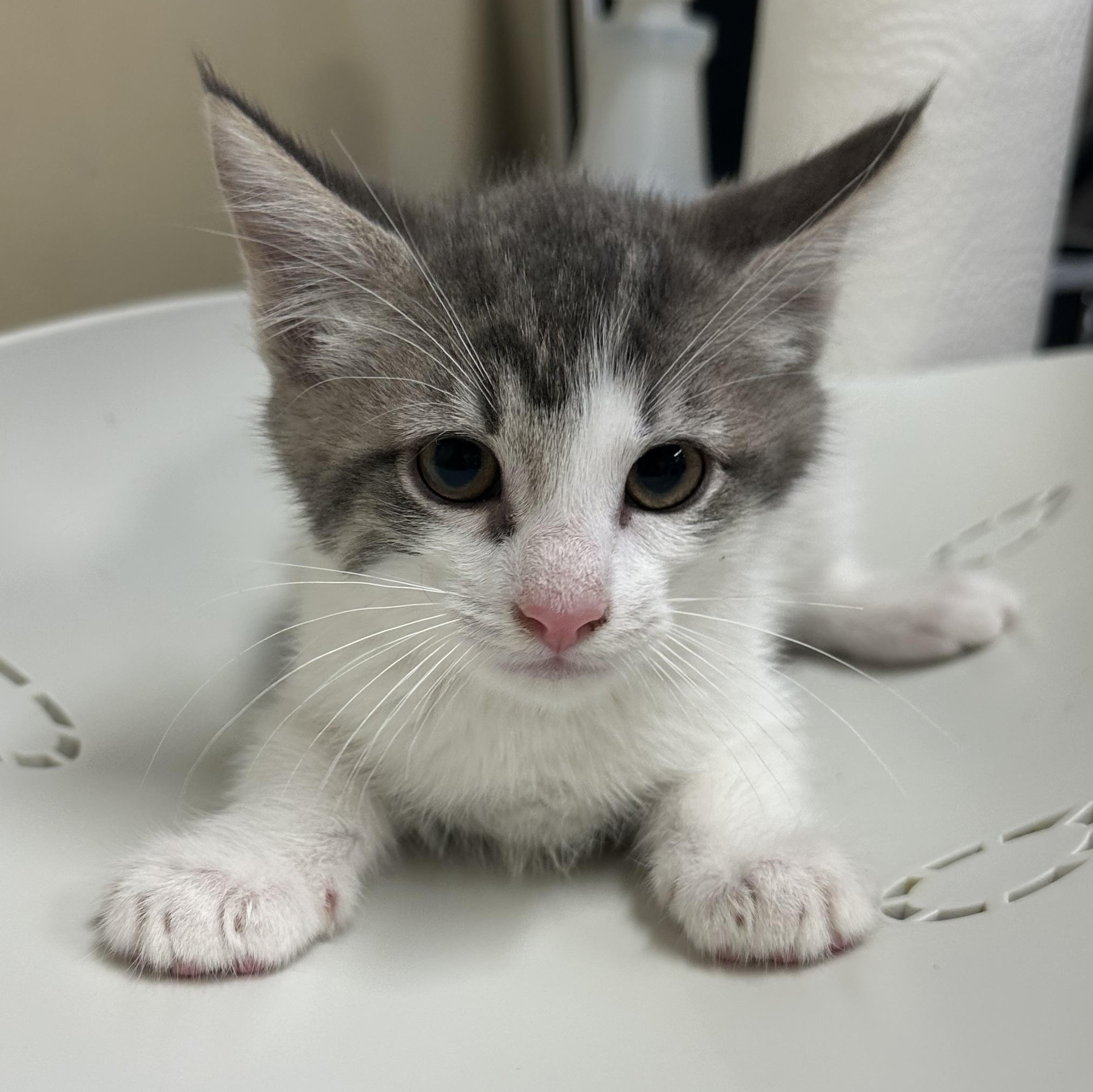 Enlarge H Kittens, a ADOPTABLE Domestic Short Hair in Clifton, NJ image 6/6