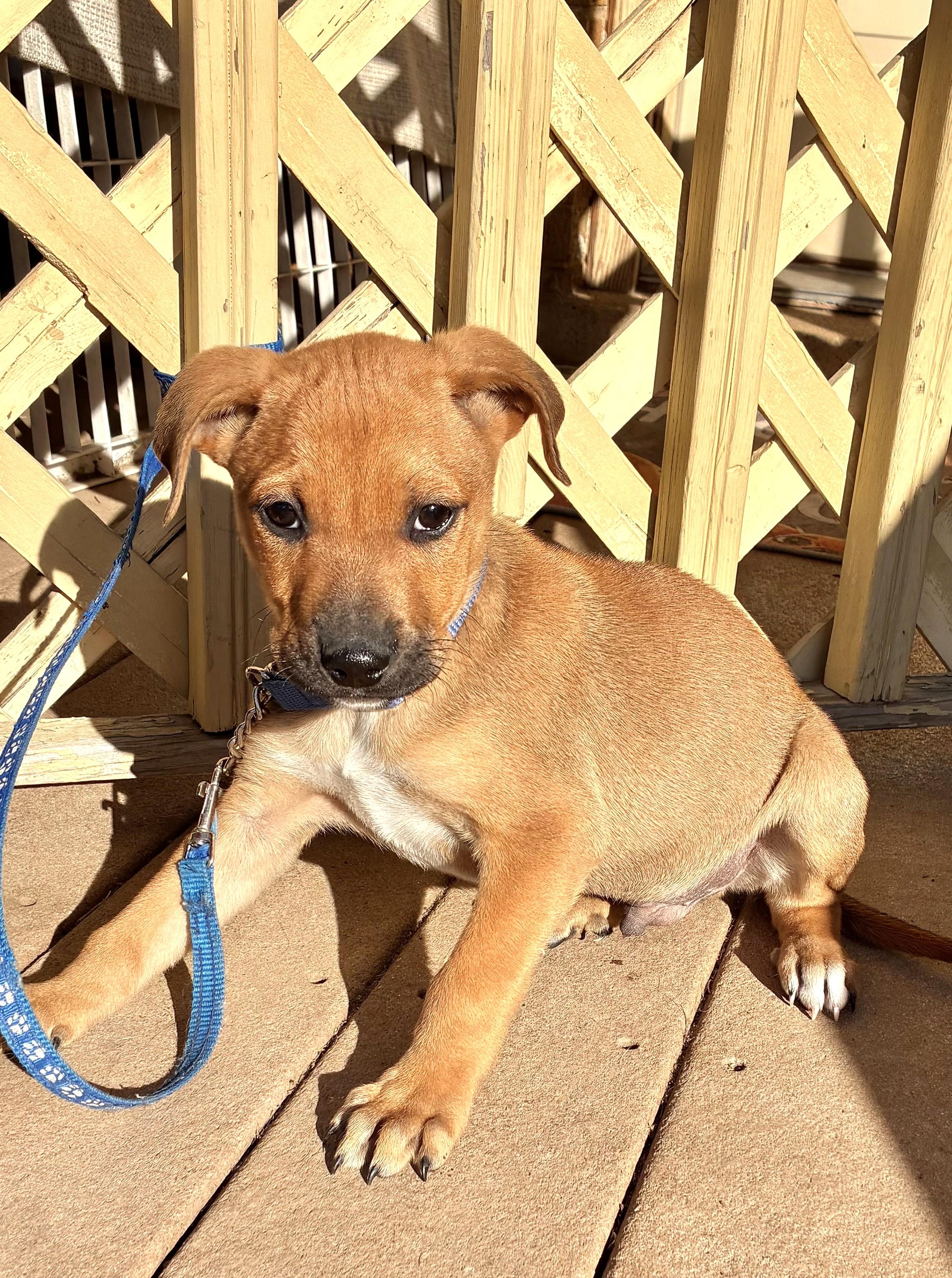 Enlarge Bush, a Adoptable mixed breed in West Chicago, IL image 3/3