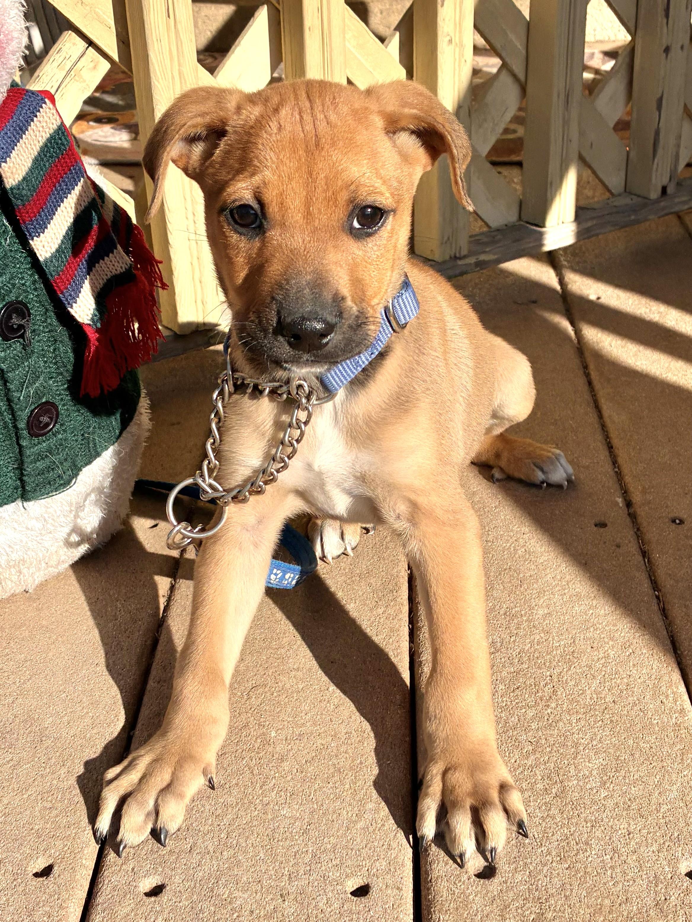 Bush, Adoptable, Puppy Male Labrador Retriever.