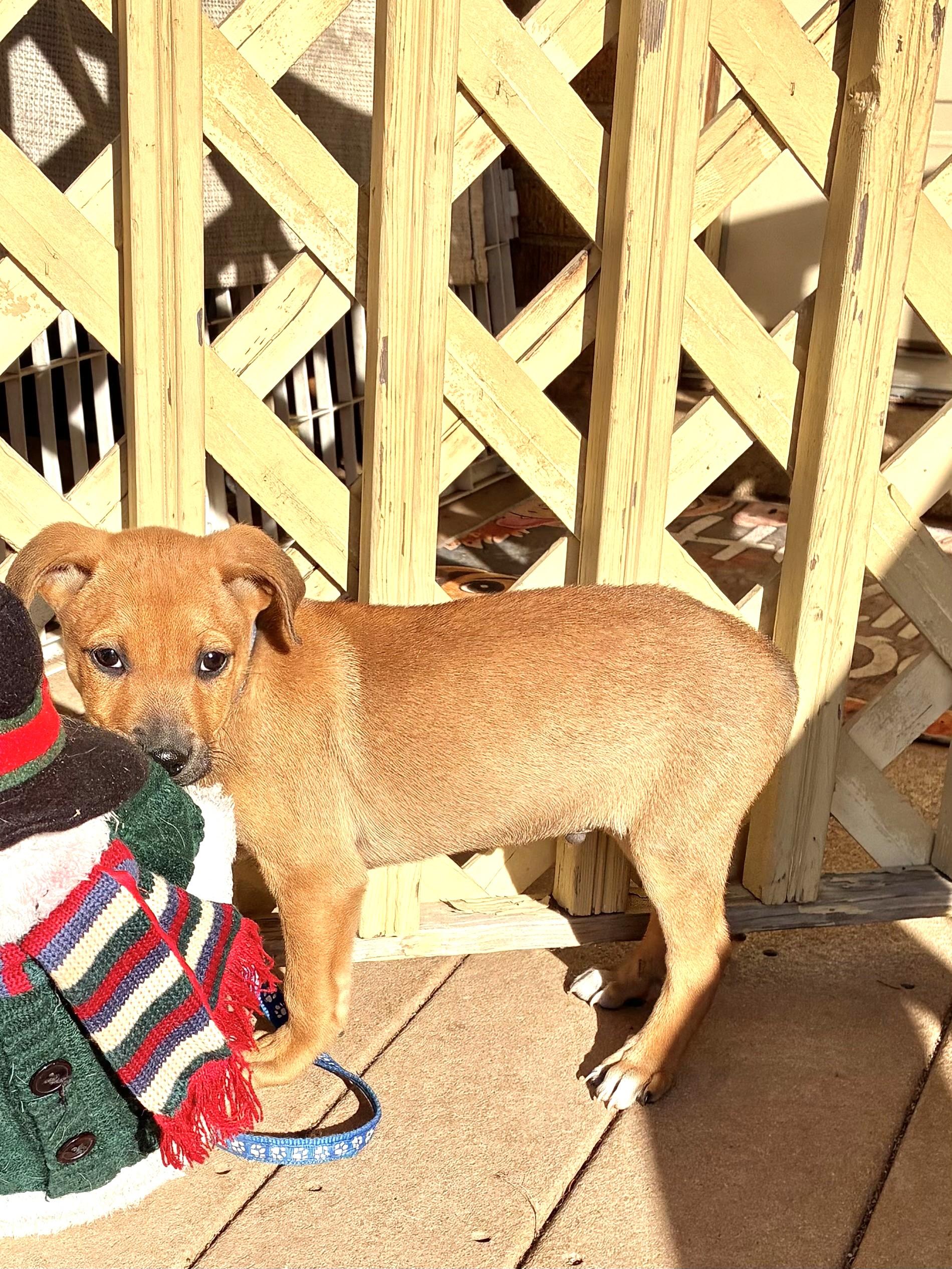 Enlarge Bush, a Adoptable mixed breed in West Chicago, IL image 2/3